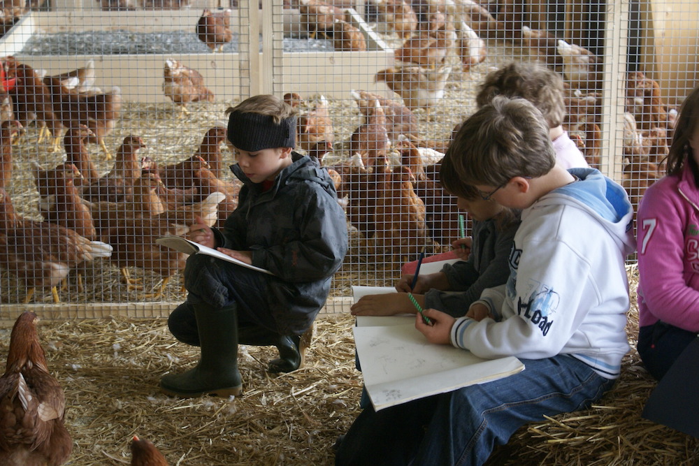 Eine Gruppe von Kindern der Basisstufe der Scuola Vivante sitzt inmitten eines Hühnerhofes und  zeichnet und schreibt.